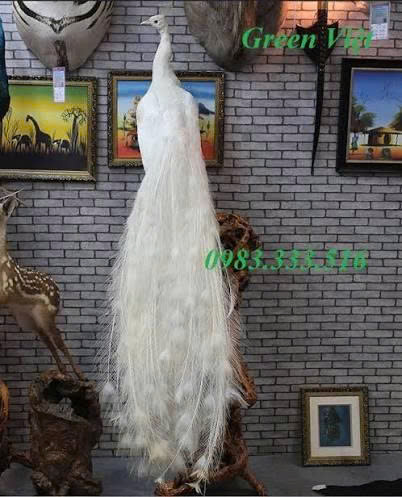Chim công tiêu bản - Chim công thật hàng có sẵn