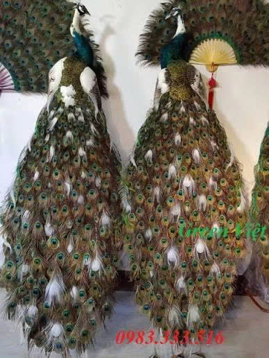 Chim công tiêu bản - Chim công thật hàng có sẵn