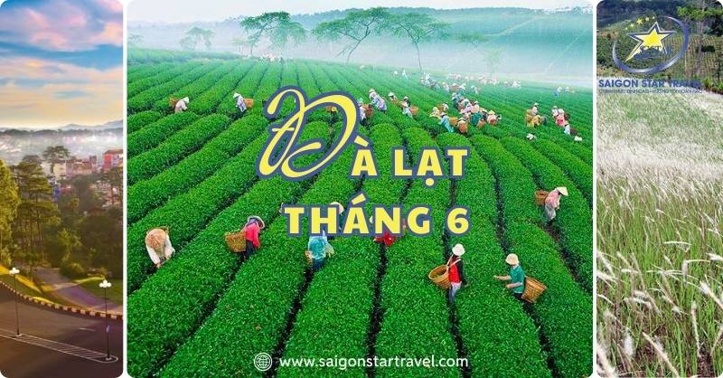 Đà Lạt Tháng 6 – Khám Phá Thành Phố Lãng Mạn Mùa Mưa