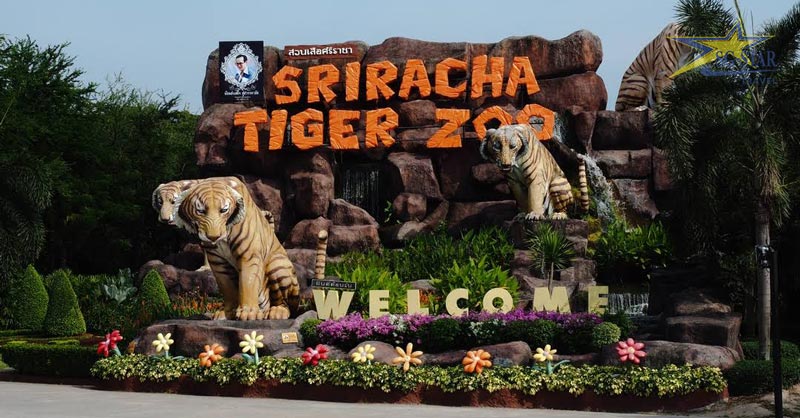 Review Du Lịch Thái lan: vườn thú Sriracha Tiger Zoo