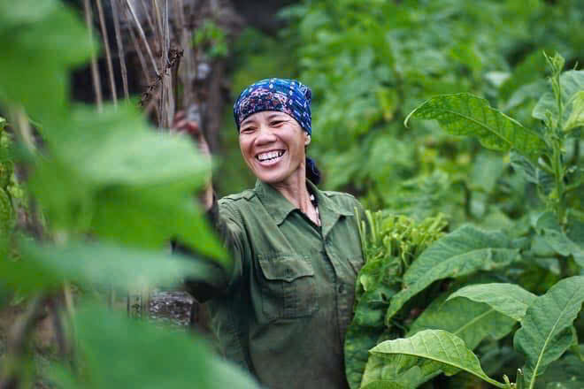 Cách chọn thuốc lào ngon và hút thuốc lào đúng cách