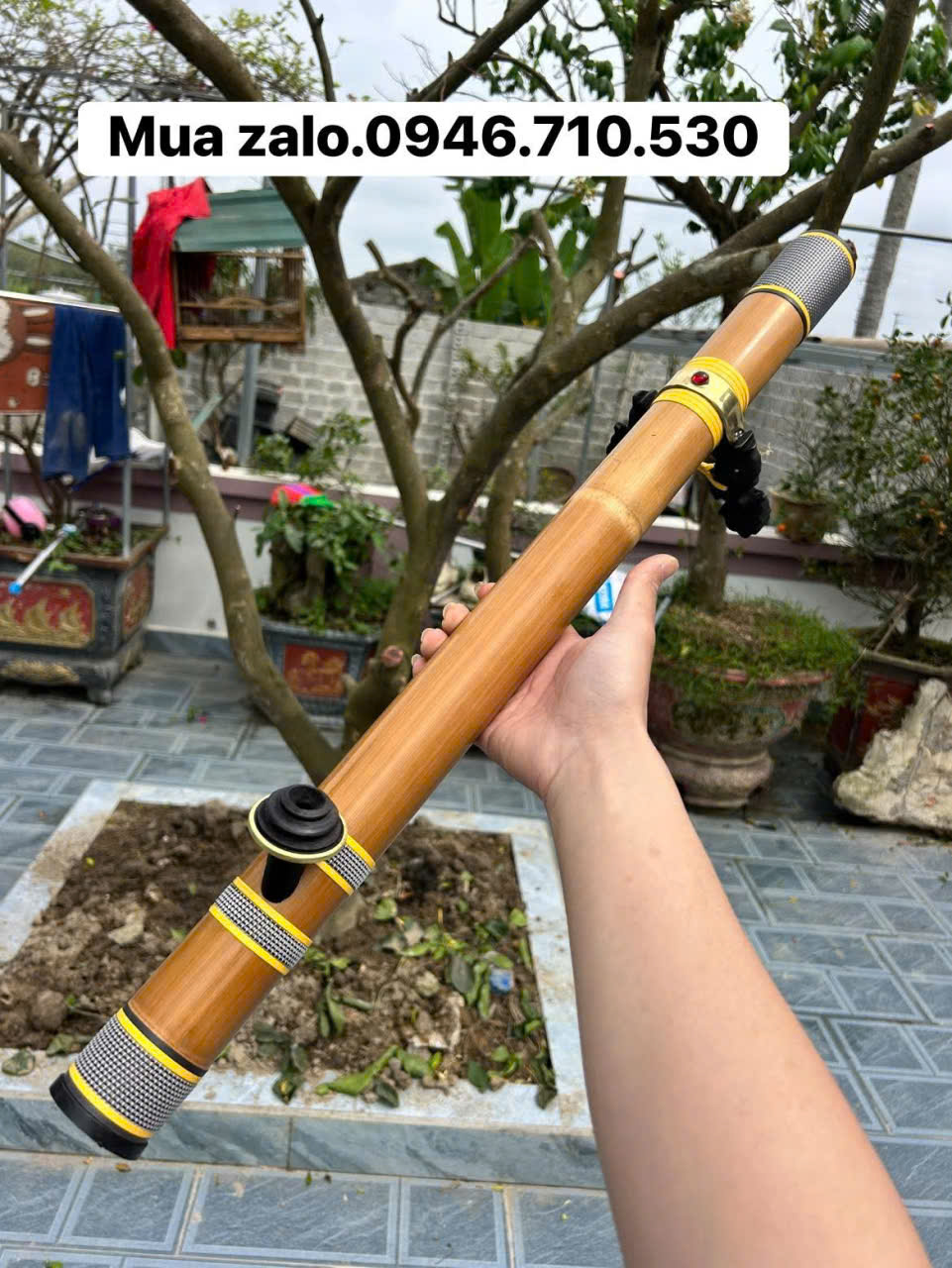 Điếu trúc rừng đan cước