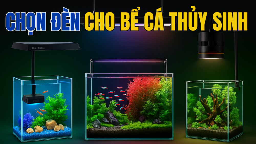 Cách chọn đèn bể thủy sinh cho người mới