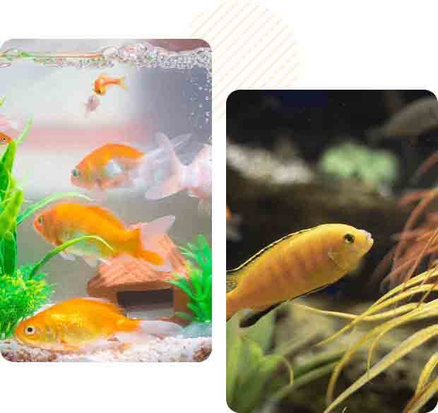 Aquarium 1