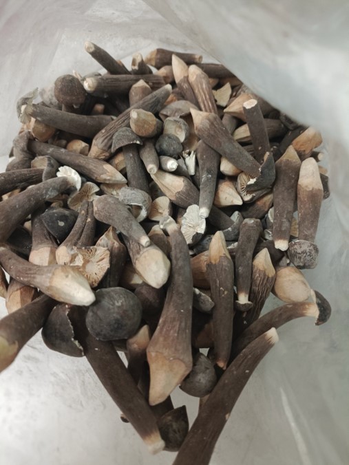 Nấm Đùi Gà Đen Sấy Lạnh, Trọng lượng: 250g*24 gói/ thùng