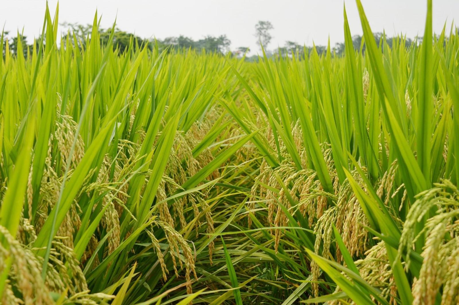 Gạo ST25 — Hành trình hạt gạo ngon nhất thế giới từ Đồng bằng sông Cửu Long