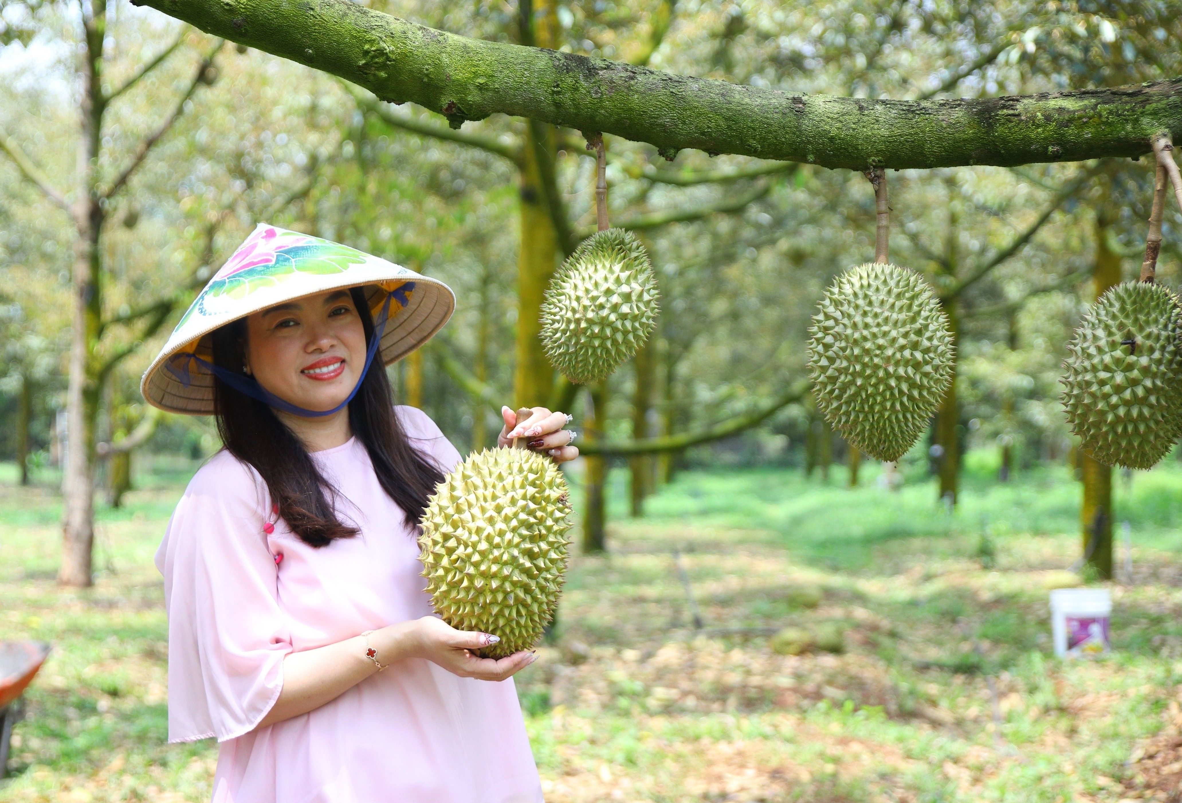 Câu Chuyện Sầu Riêng Chín Tự Nhiên – Bà Hoàng Long Khánh