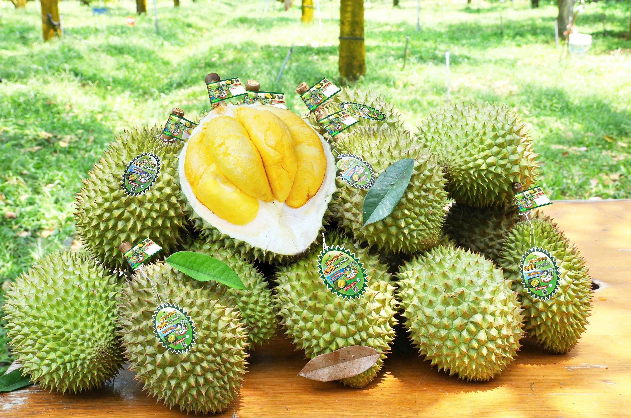 Sầu Riêng Chín Cây Hay Ép Chín Ngon Hơn? Cách Nhận Biết Chuẩn