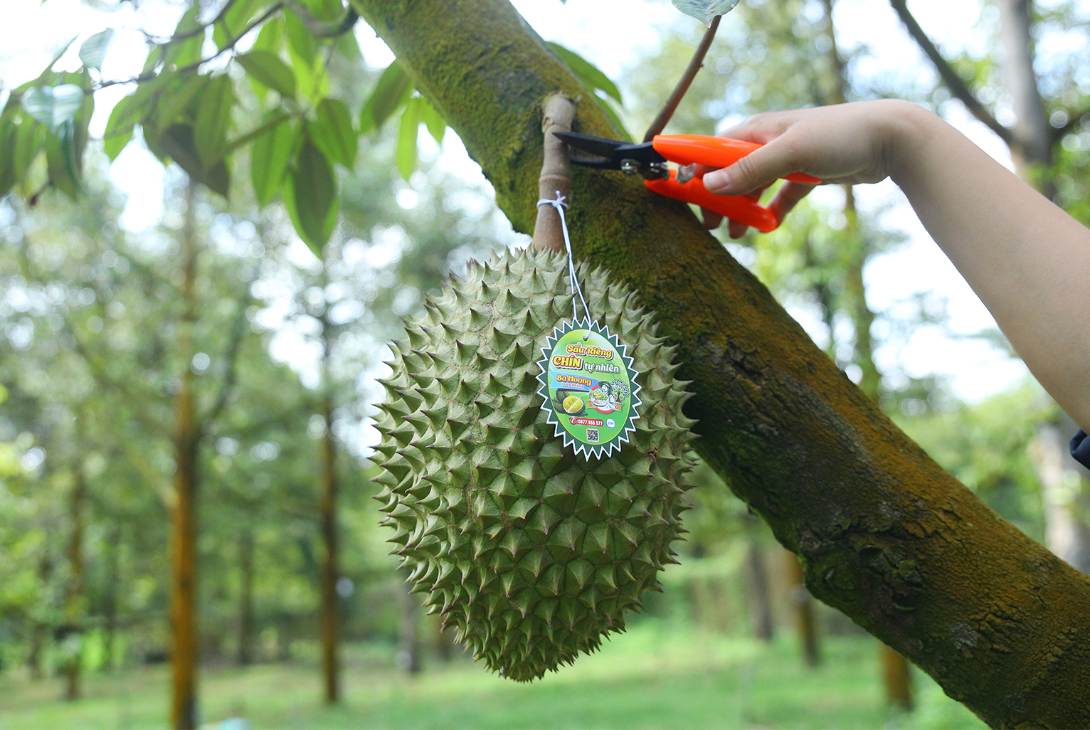 Nguồn gốc sầu riêng – Hành trình từ Đông Nam Á đến Việt Nam