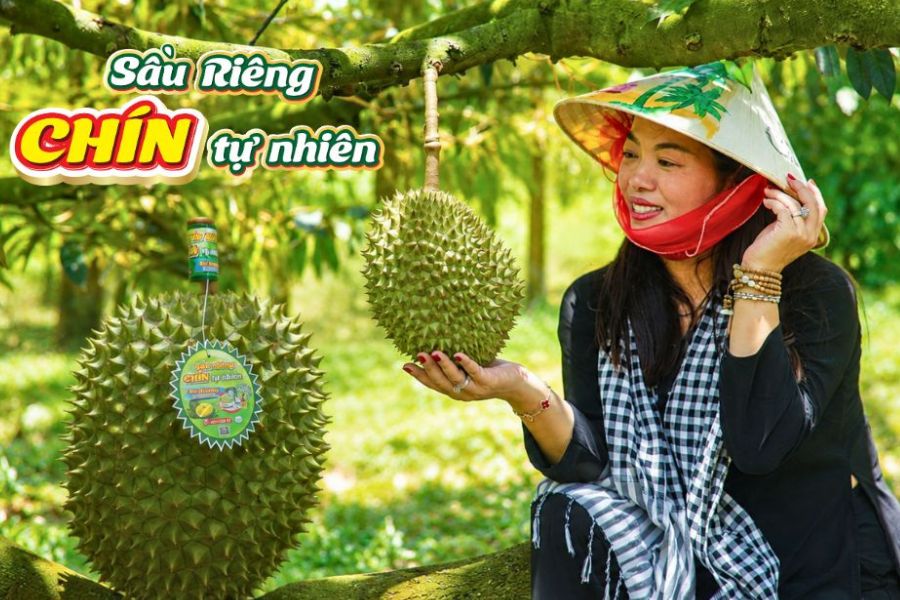 Sầu Riêng Chín Tự Nhiên Là Gì? Cách Nhận Biết Chuẩn Từ Nhà Vườn