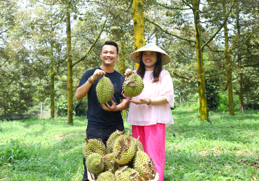 Sầu riêng Bà Hoàng Long Khánh được thu hoạch khi đạt độ chín tự nhiên