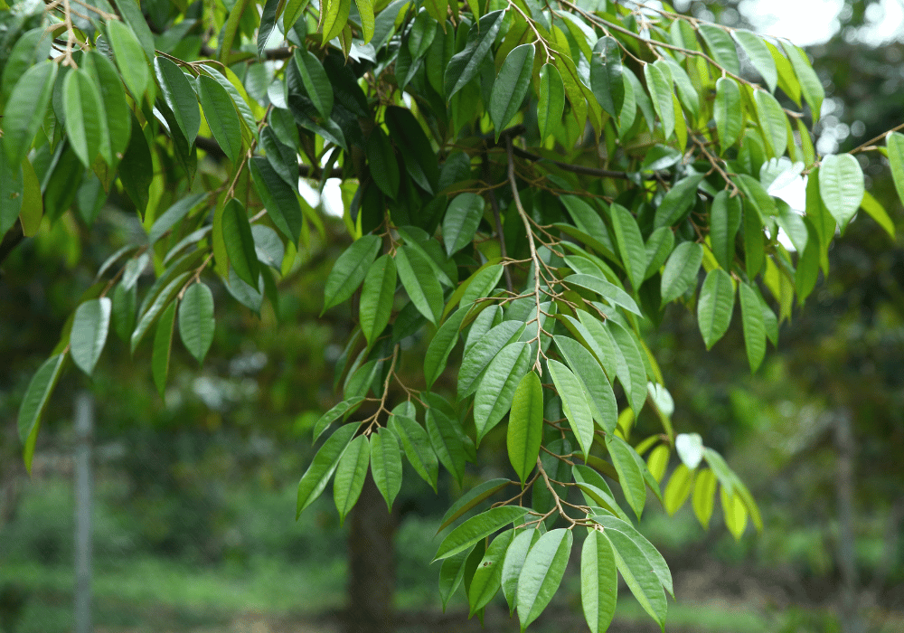 Khu vườn sầu riêng lâu năm tại Bà Hoàng Long Khánh, nơi cây được chăm sóc theo hướng hữu cơ với bộ lá xanh dày