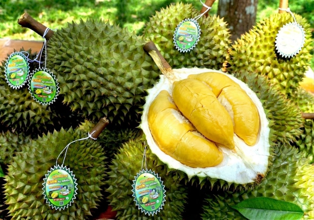Cơm sầu riêng chín mềm dẻo và giàu chất xơ Bà Hoàng Long Khánh
