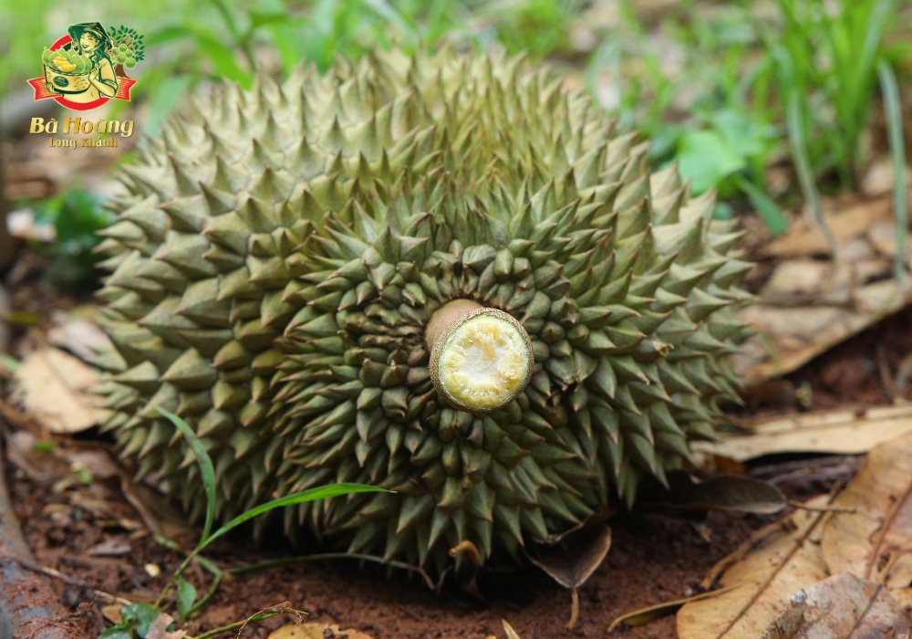Cuống sầu riêng chín rụng tự nhiên