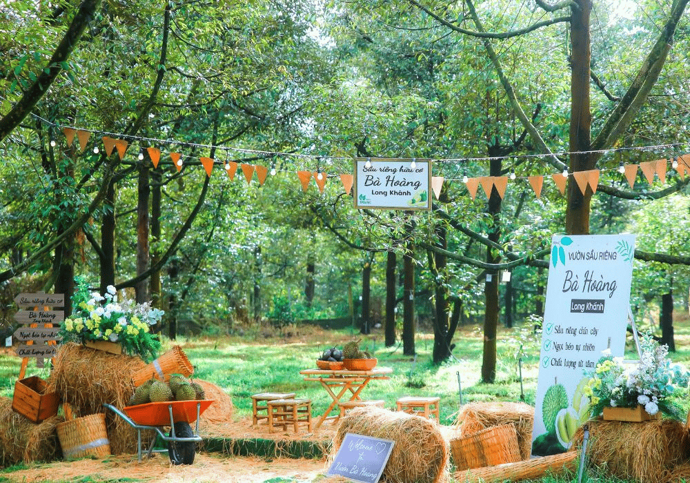 Farm sầu riêng hữu cơ Bà Hoàng Long Khánh
