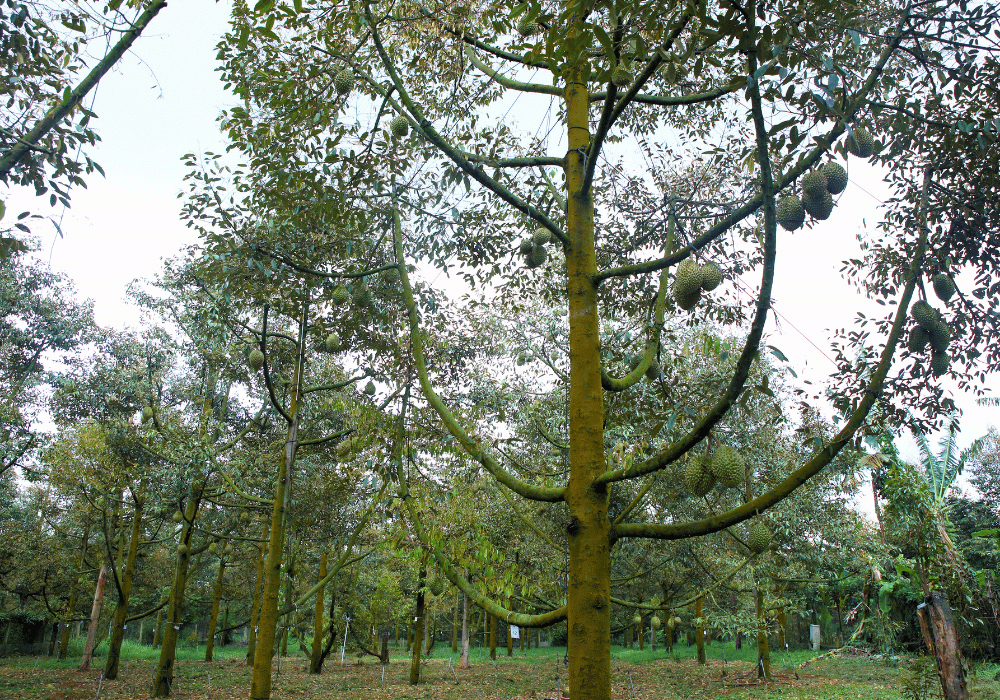 Những cây sầu riêng trên 10 năm tuổi tại Farm Bà Hoàng Long Khánh được chăm sóc qua nhiều mùa vụ, thể hiện định hướng phát triển khu vườn lâu dài.