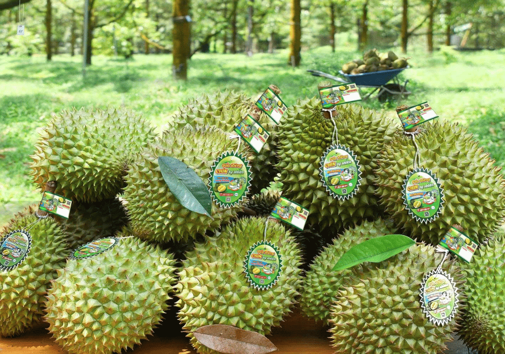 Sầu riêng chín rụng tự nhiên, không thúc chín