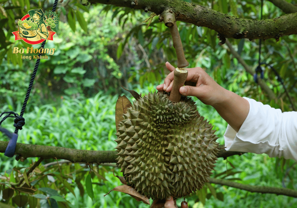 Sầu riêng chín tự nhiên của Bà Hoàng Long Khánh, không ép chín, không nhúng thuốc, 100% thu hoạch chín tự nhiên ngay trên cây. 