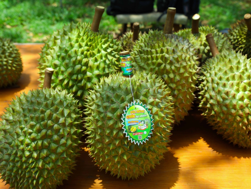 Sầu riêng chín tự nhiên tại Nông trại Bà Hoàng Long Khánh