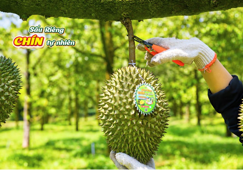 Chọn quả sầu riêng đúng độ chín tự nhiên