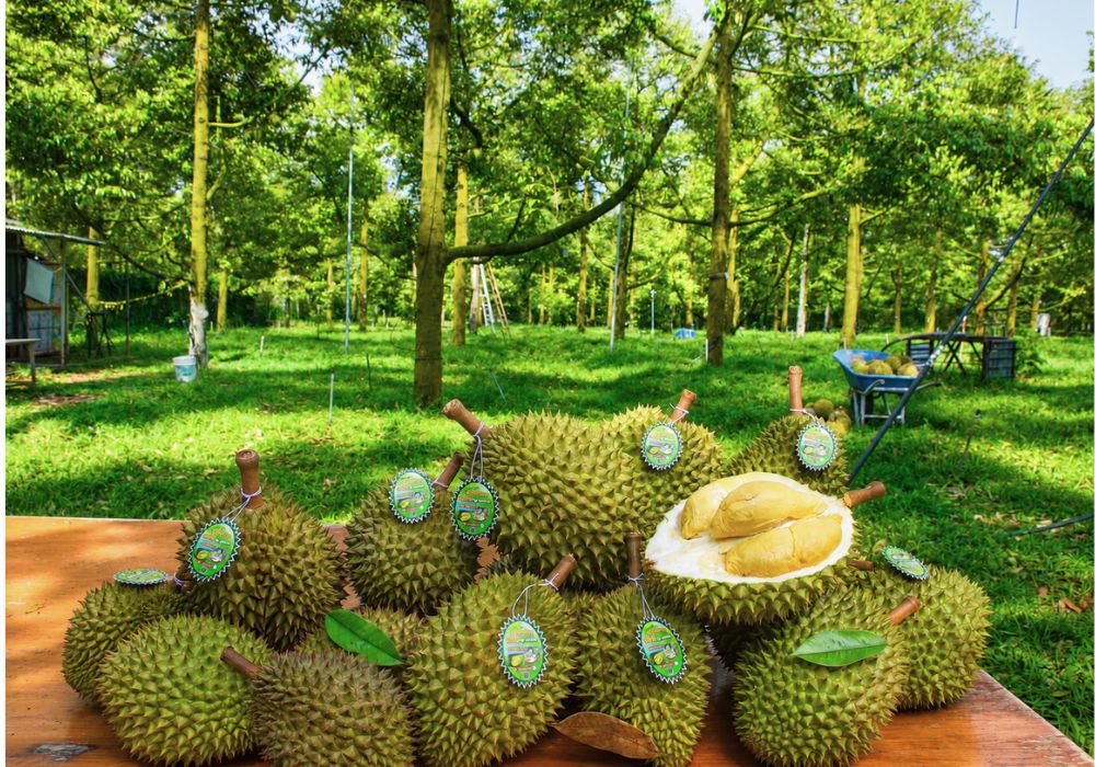 Sầu riêng chín tự nhiên tại vườn Bà Hoàng Long Khánh