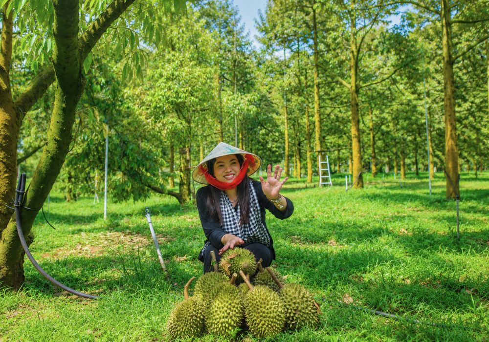 Khu vườn sầu riêng chín tự nhiên Bà Hoàng Long Khánh