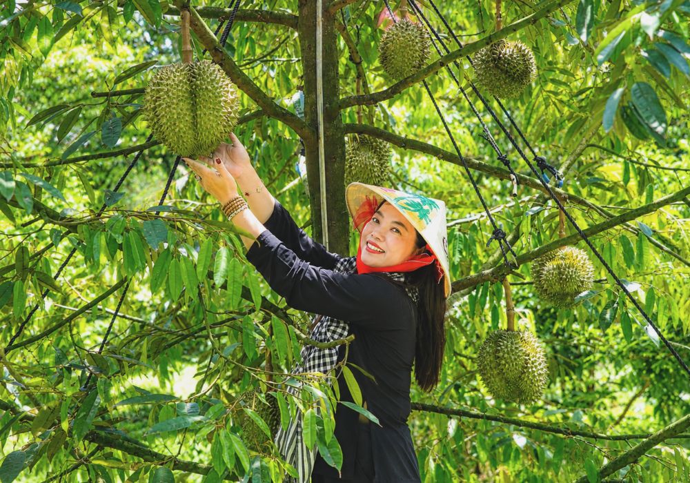 Sầu riêng chín tự nhiên tại vườn Bà Hoàng Long Khánh