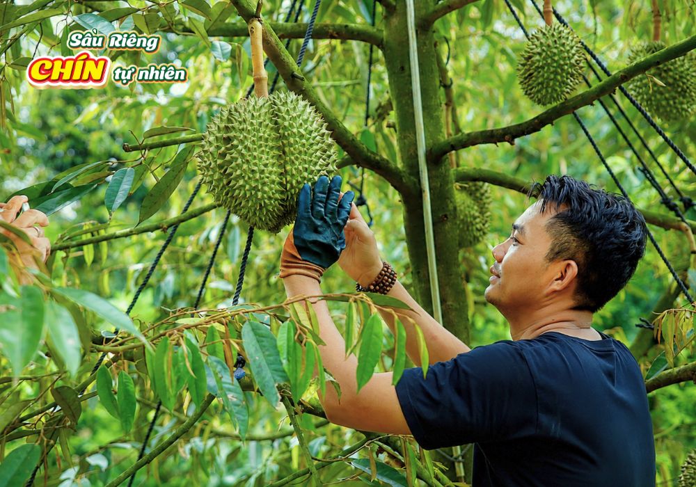 Thu hoạch sầu riêng chín tự nhiên