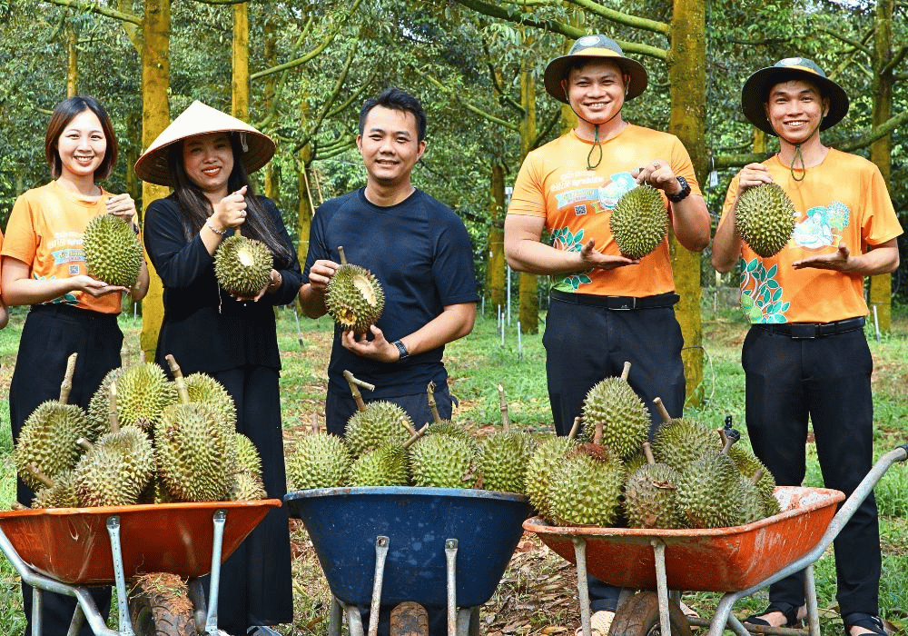 Thu hoạch sầu riêng hữu cơ tại Farm Bà Hoàng Long Khánh&nbsp;