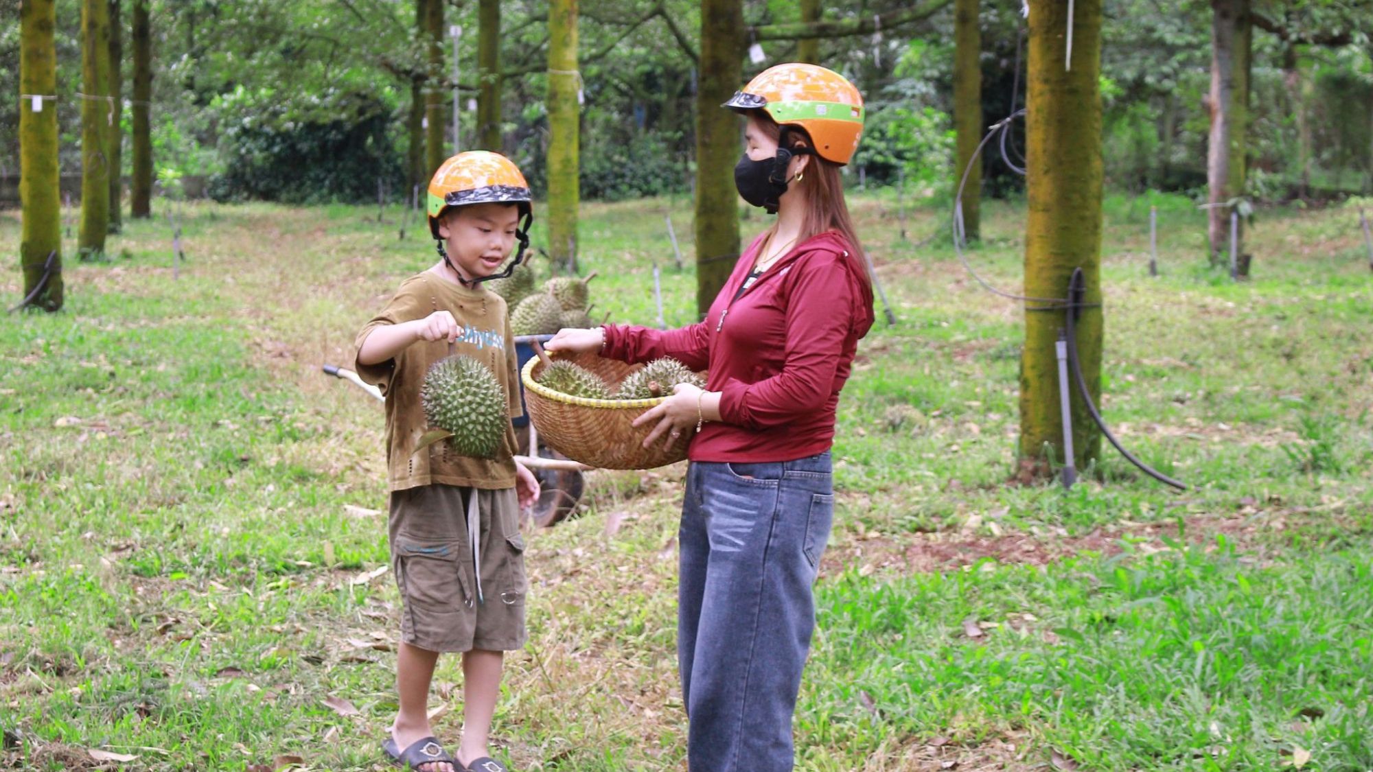 Trải nghiệm thu hoạch sầu riêng chín tự nhiên tại vườn Bà Hoàng Long Khánh