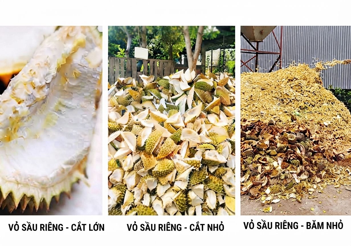 Vỏ sầu riêng nghiền nhỏ làm nguyên liệu phục vụ trồng trọt