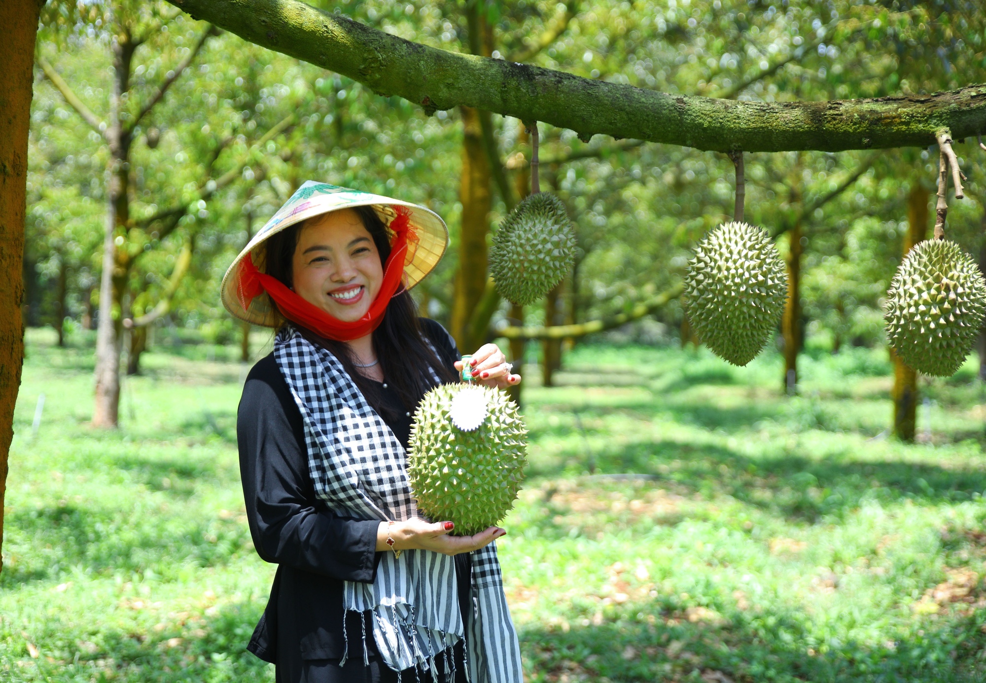 Câu chuyện Sầu riêng chín tự nhiên - Vườn Bà Hoàng Long Khánh