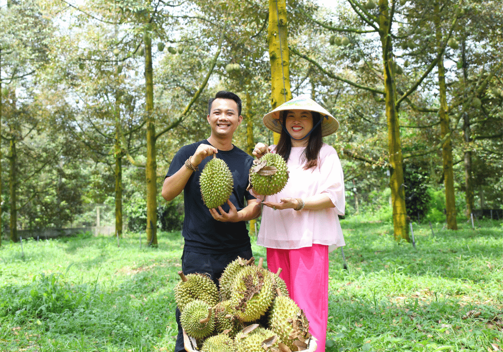 Khu vườn lâu năm Bà Hoàng Long Khánh, thể hiện định hướng sầu riêng chín tự nhiên và chăm sóc bền vững qua nhiều mùa vụ.