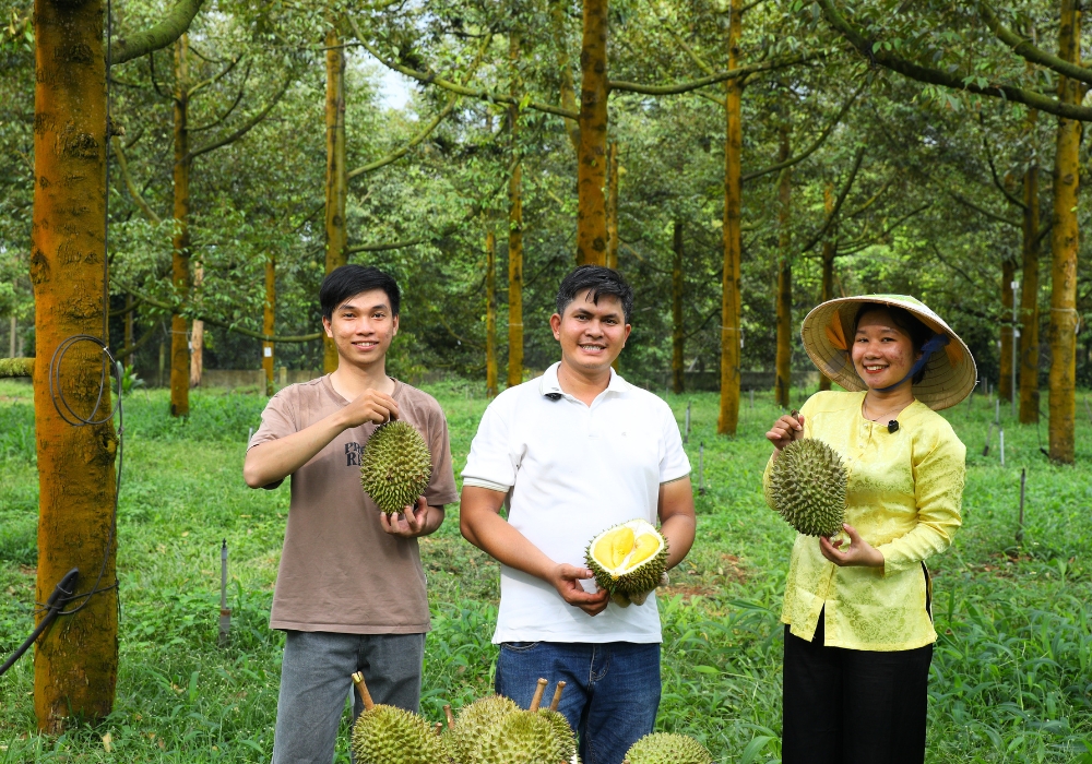 Kiểm tra mùi thơm để nhận biết sầu riêng đã chín