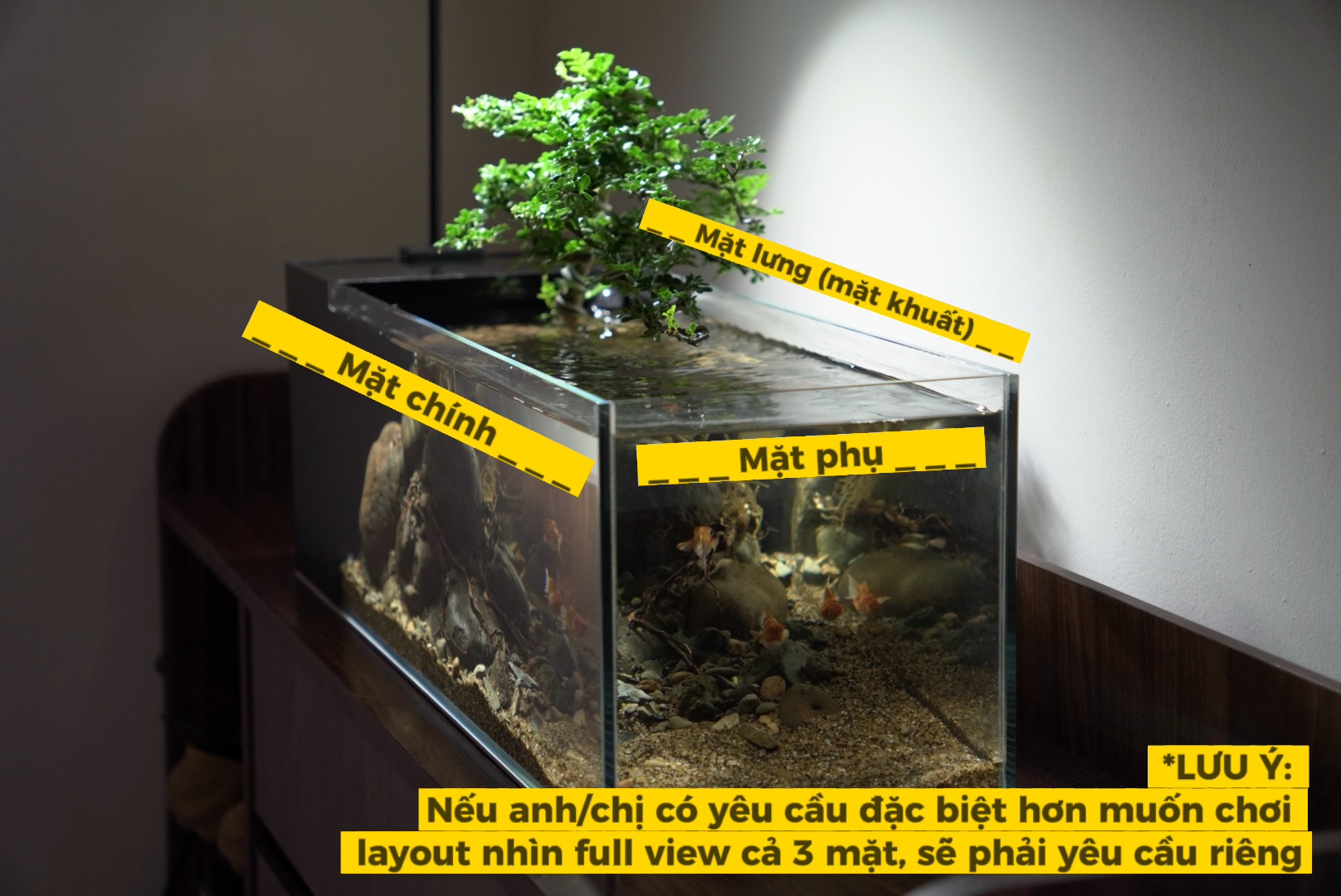 Cá cảnh nước ngọt và cá cảnh nước mặn có gì khác nhau, nên nuôi loại nào