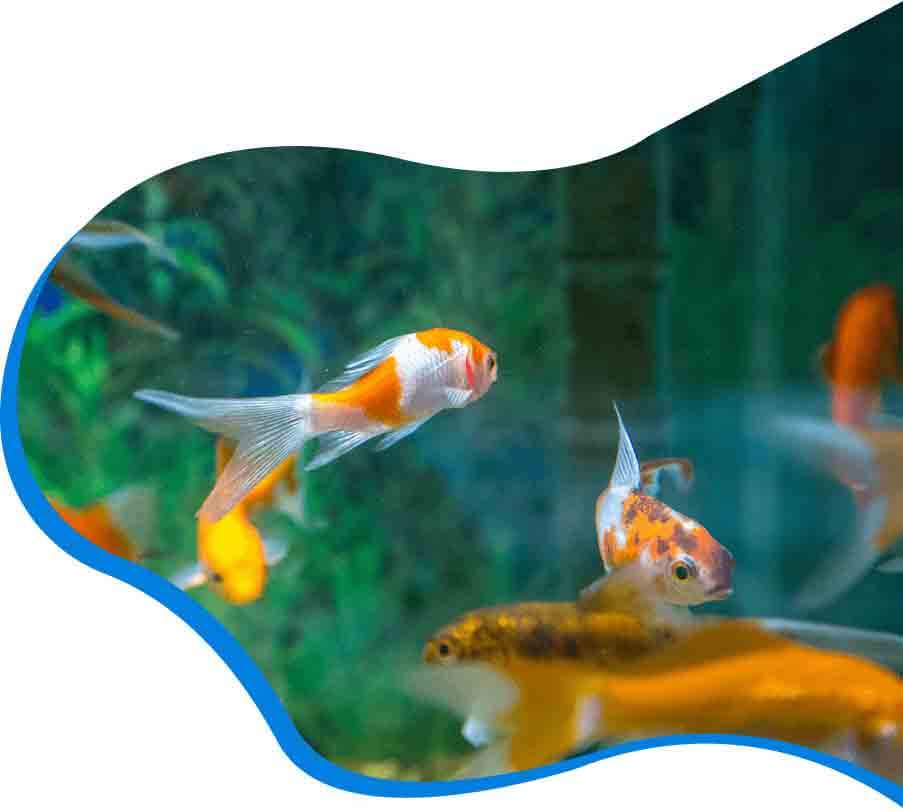 Banner giới thiệu