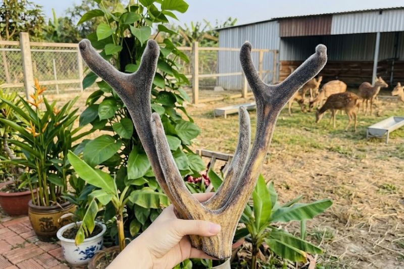 Nhung hươu khô nguyên cặp