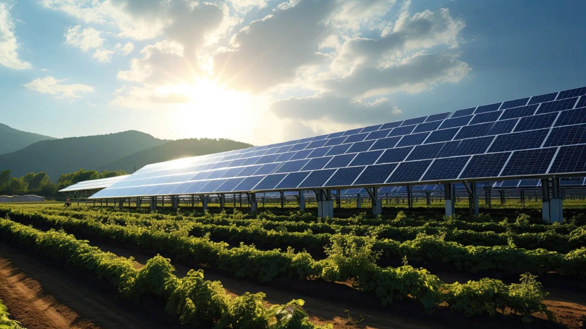 Mô hình agrivoltaics – Trồng nho dưới tấm pin mặt trời và tiềm năng ứng dụng tại Bắc Ninh
