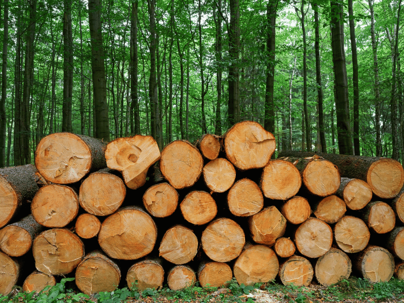 Chứng Nhận FSC – 