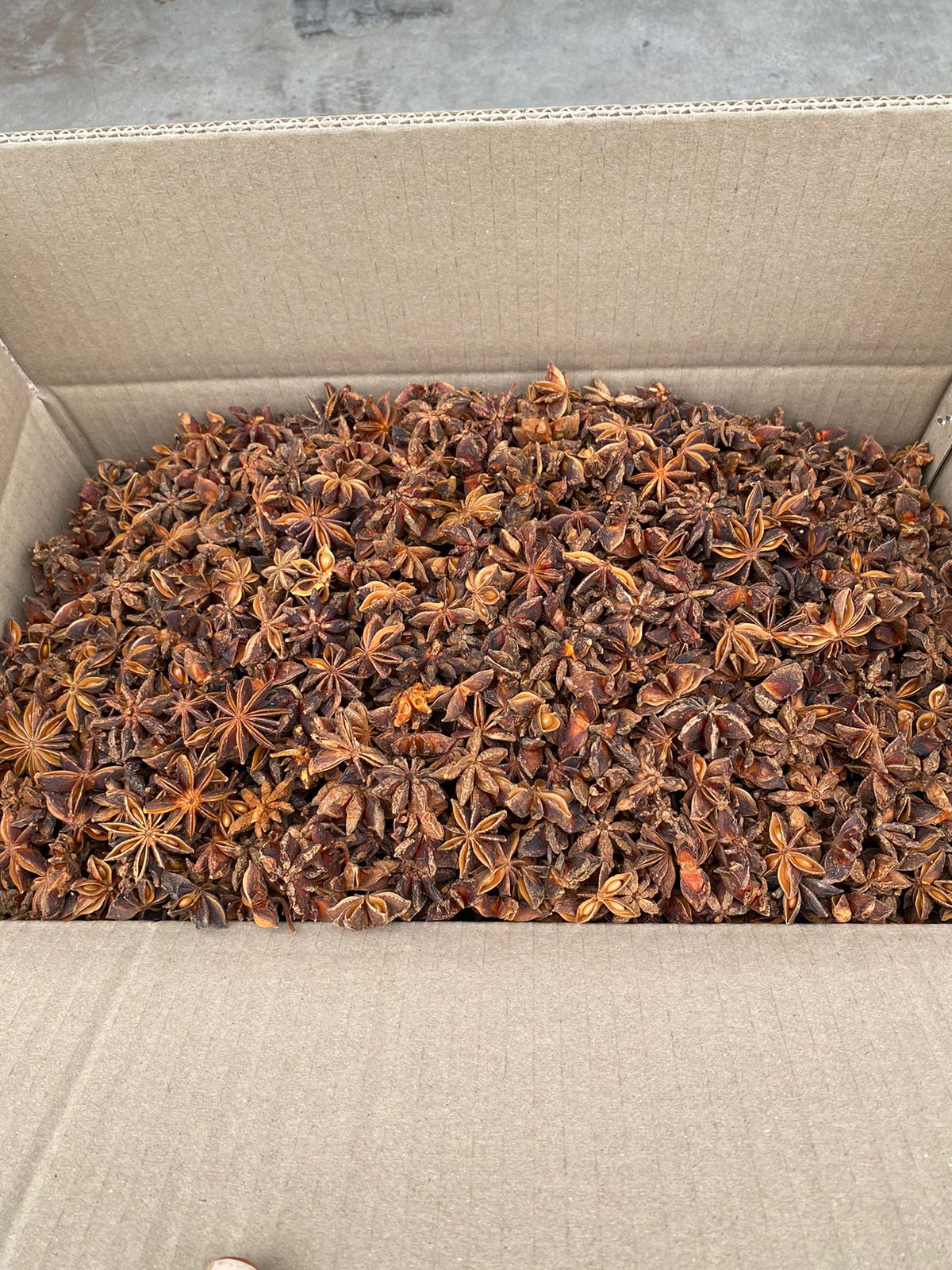 Autumn star anise