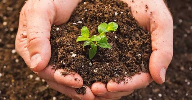 Phân Bón Vi Sinh Dạng Viên Nén: Giải Pháp Dinh Dưỡng Nhả Chậm Cho Cây