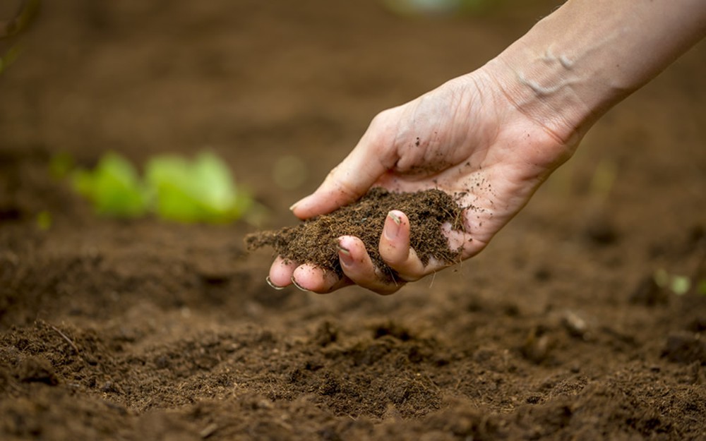 Ứng Dụng Phân Bón Vi Sinh Dạng Lỏng Cho Hiệu Quả Hấp Thu Nhanh Chóng