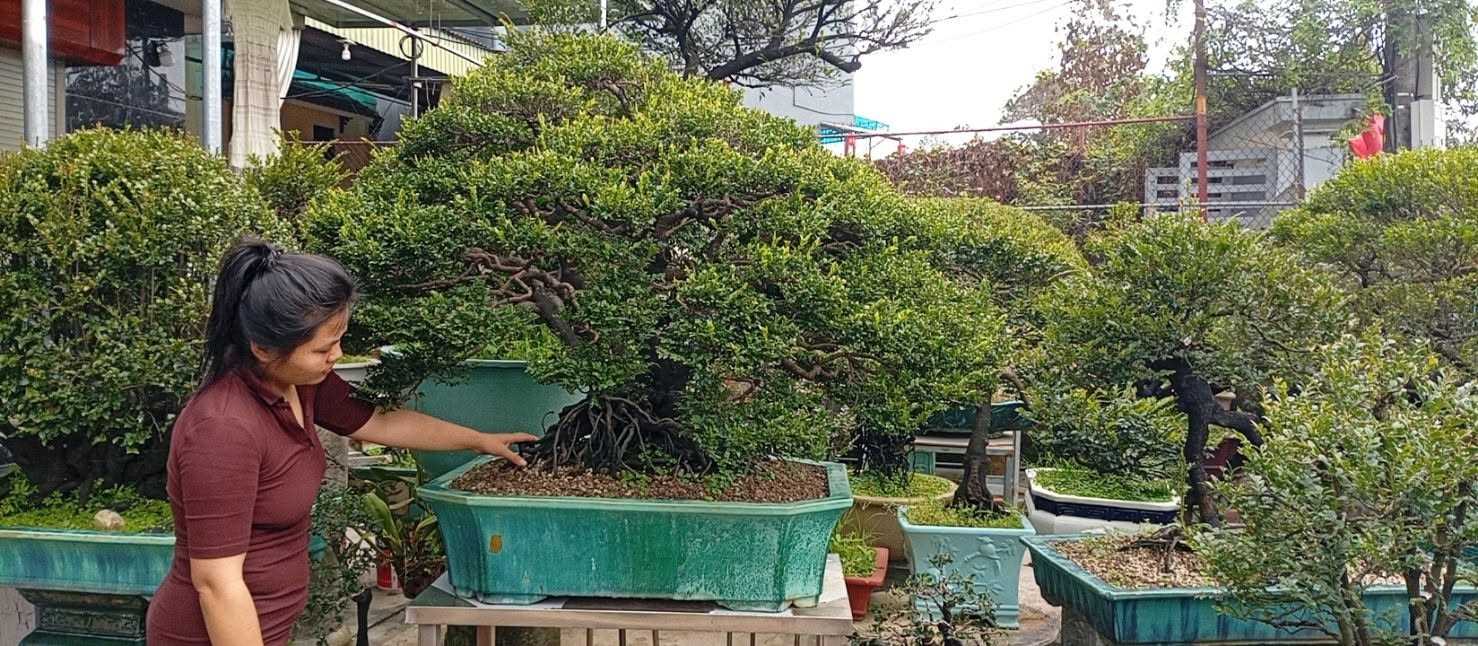 Từ kinh nghiệm đến nghề nghiệp: Quảng Ninh nâng chiều sâu kỹ thuật tạo tác bonsai
