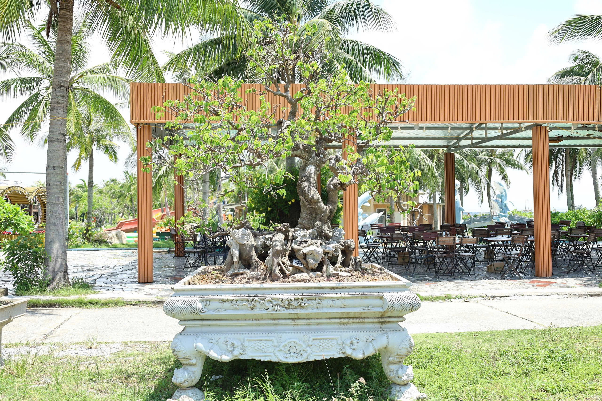 Khế HH-00152