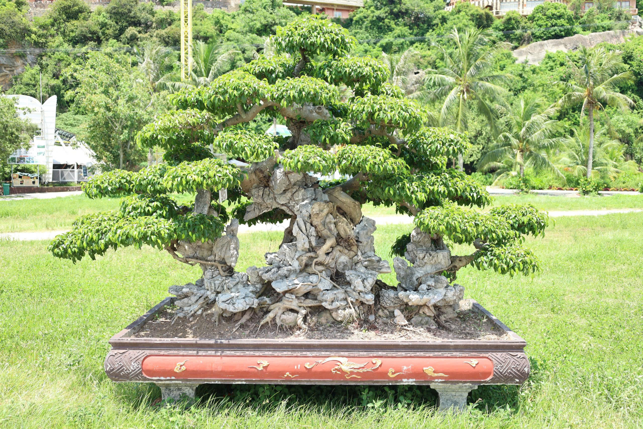 Sanh HH-0095