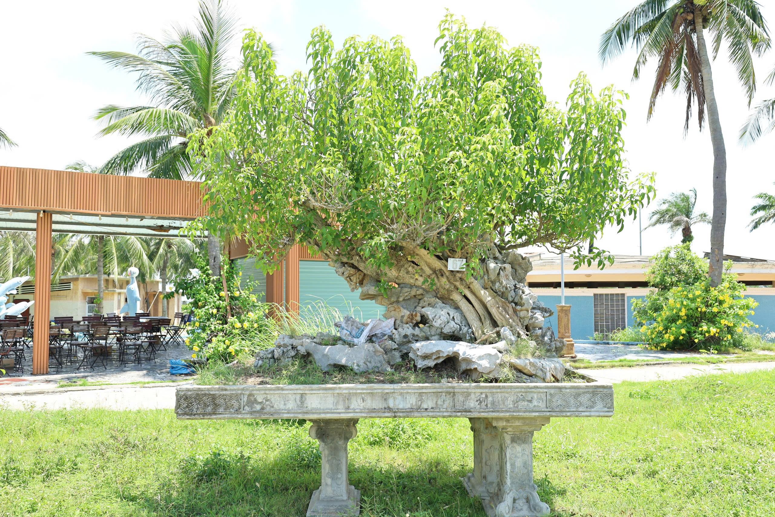 Sanh HH-0067