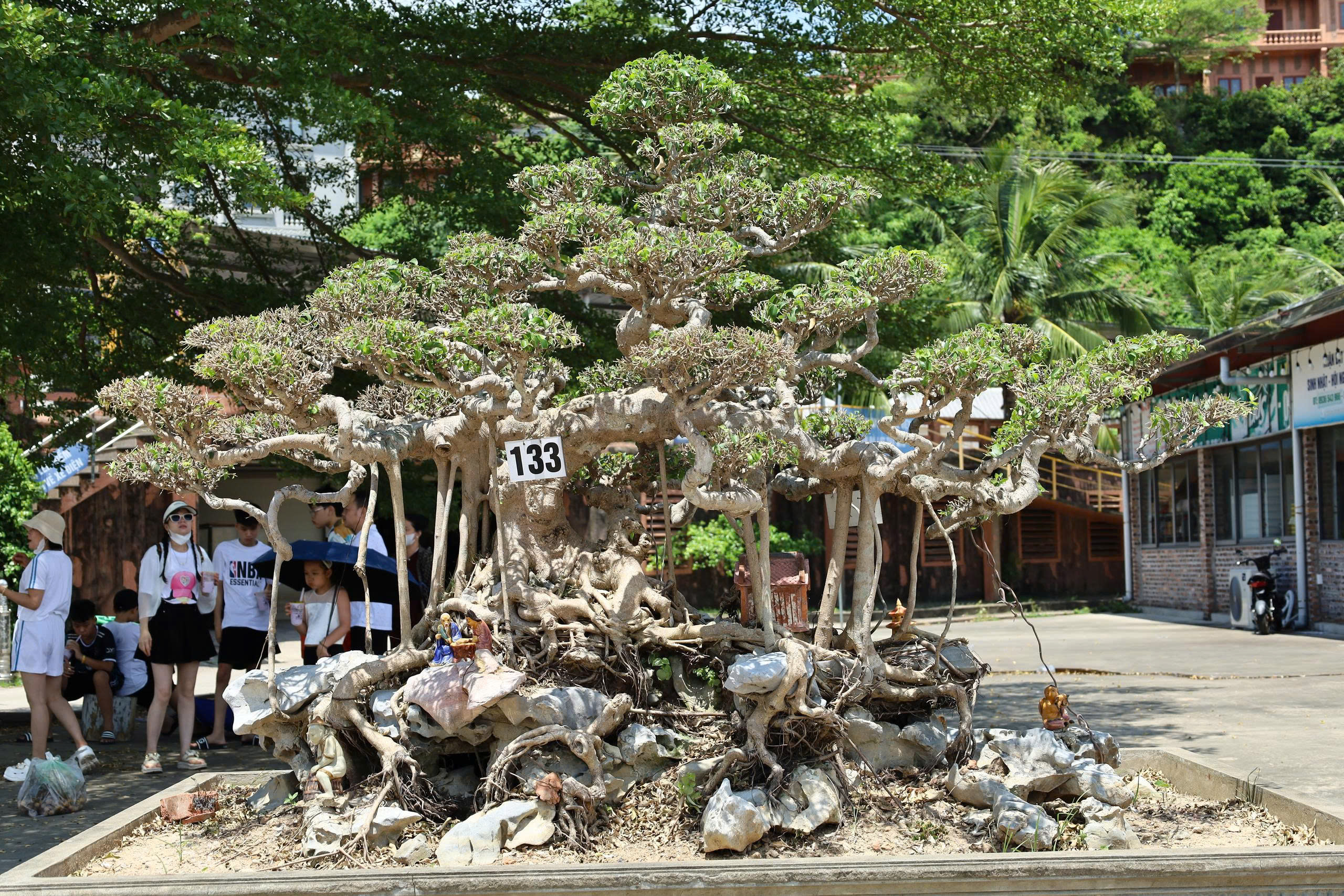 Sanh HH-00133