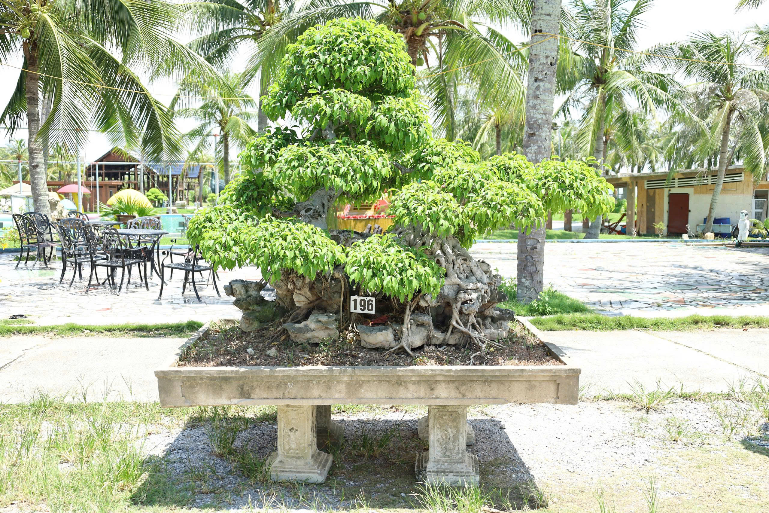 Sanh HH-00196