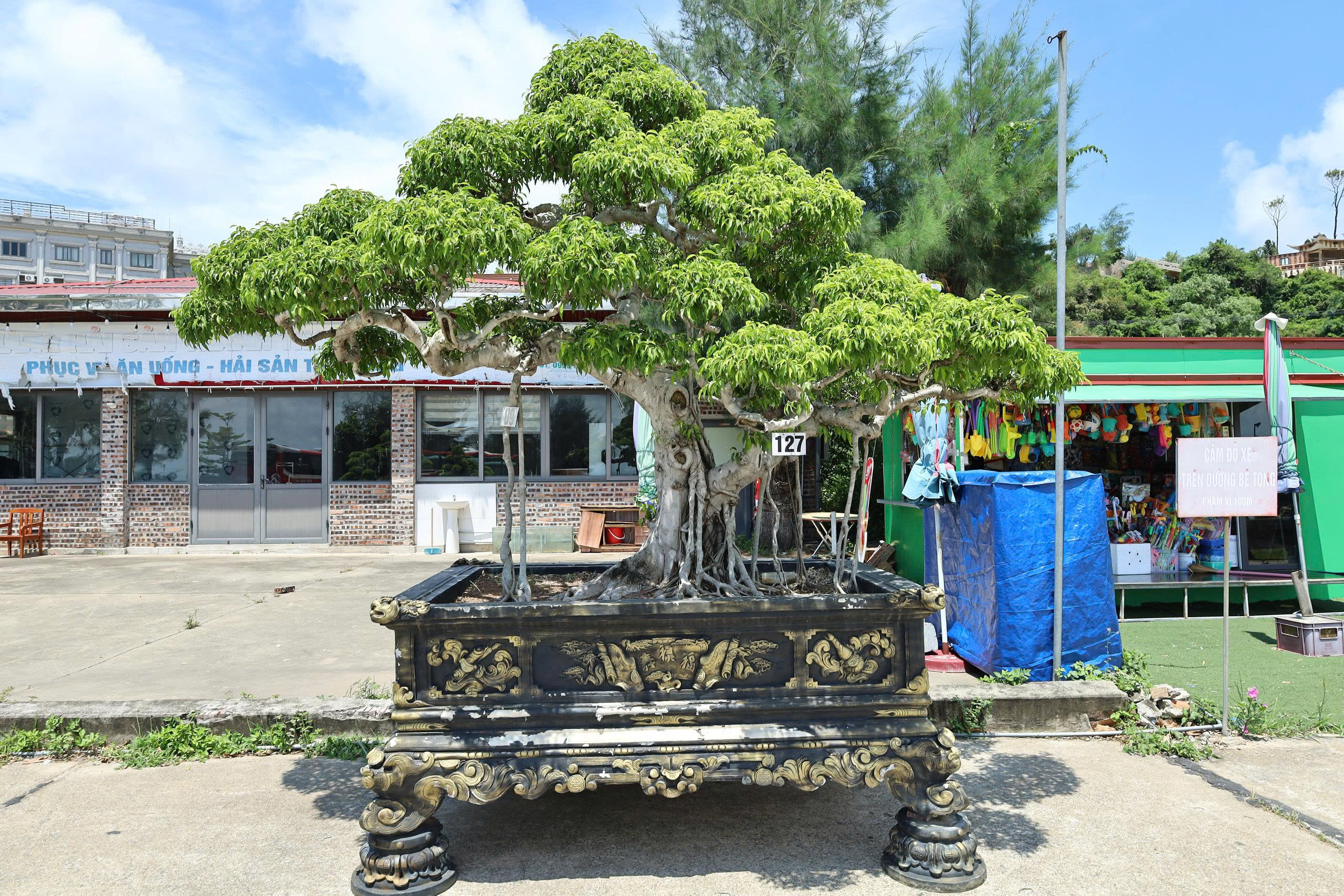 Sanh HH-00127