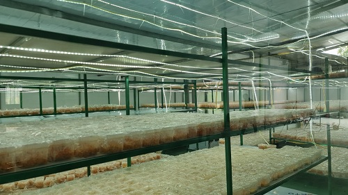Nuôi 70 ngày phòng sạch